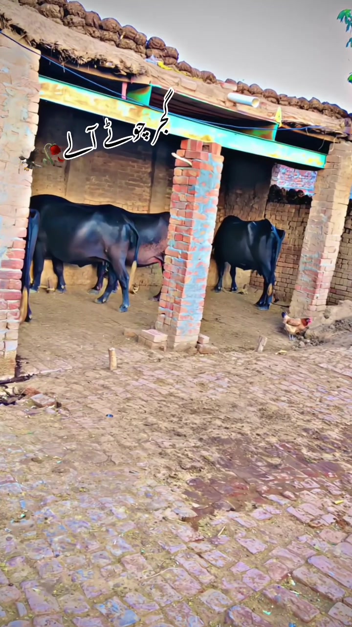 @GUJJAR🥷🏿