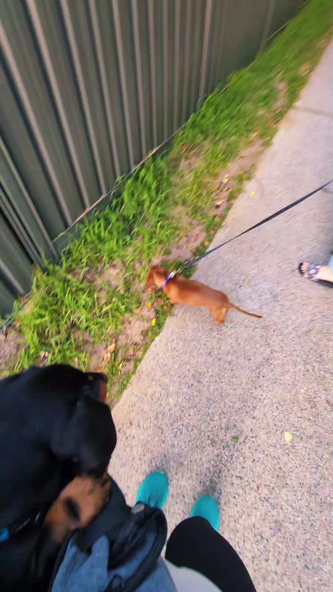 @The Dachshund Diaries 🐾