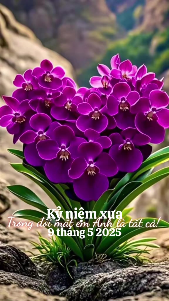 @nguyễn dung