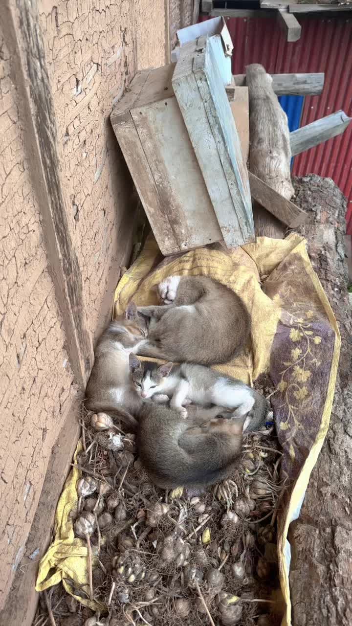 @माइलो छोरो 🙏🫀🫁👌