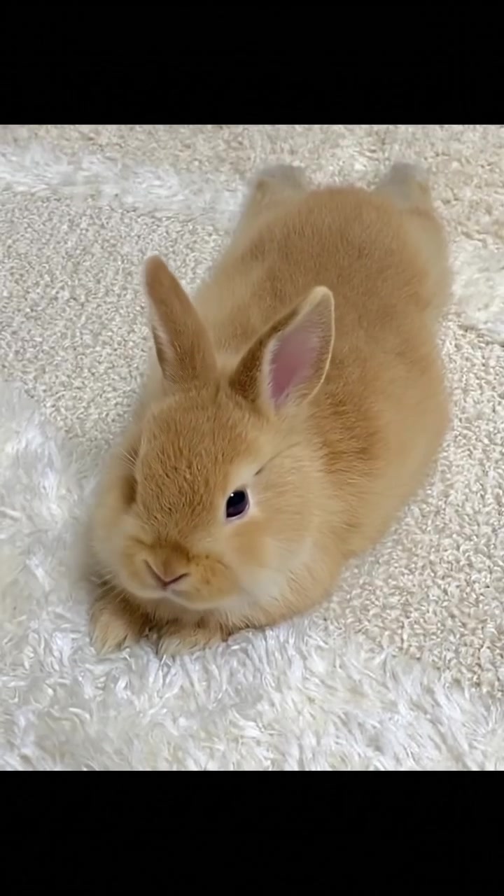 @anypet