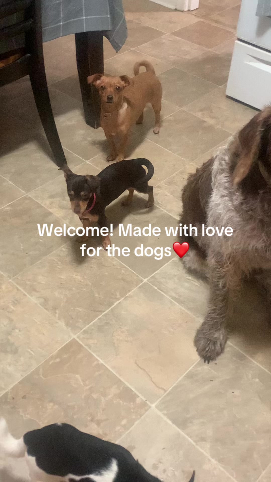 @lovinglifewithpuppies🐾🇨🇦🐾