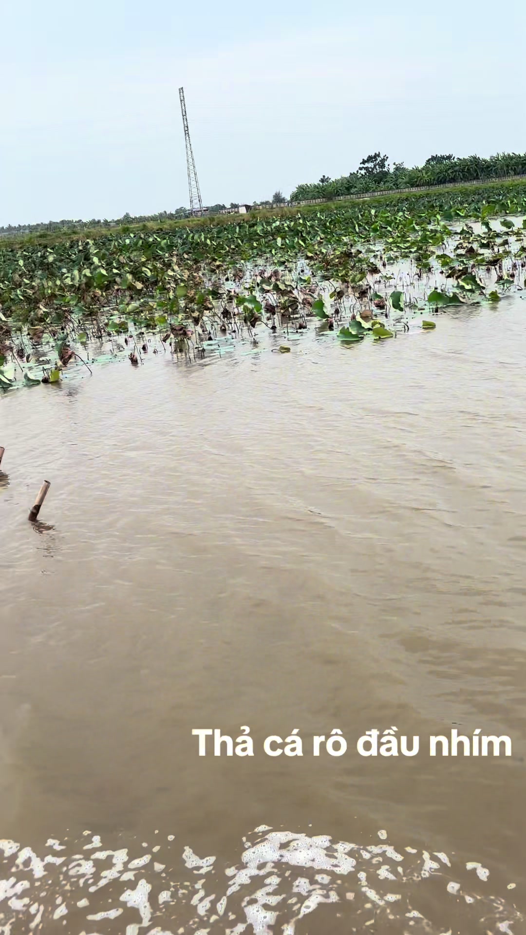 @Trại Cá Giống Quang Lâm