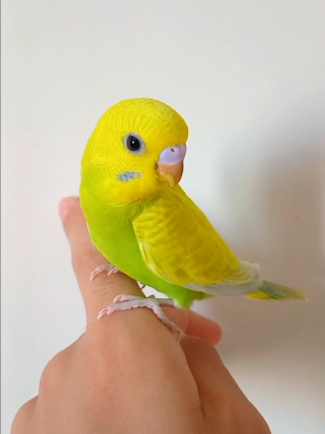 @Budgies108