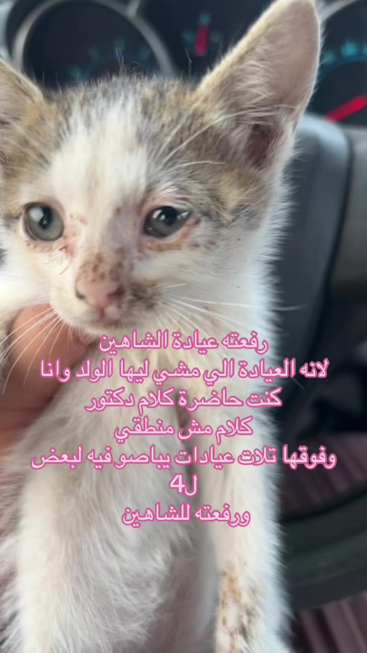 @Shayma HellCat