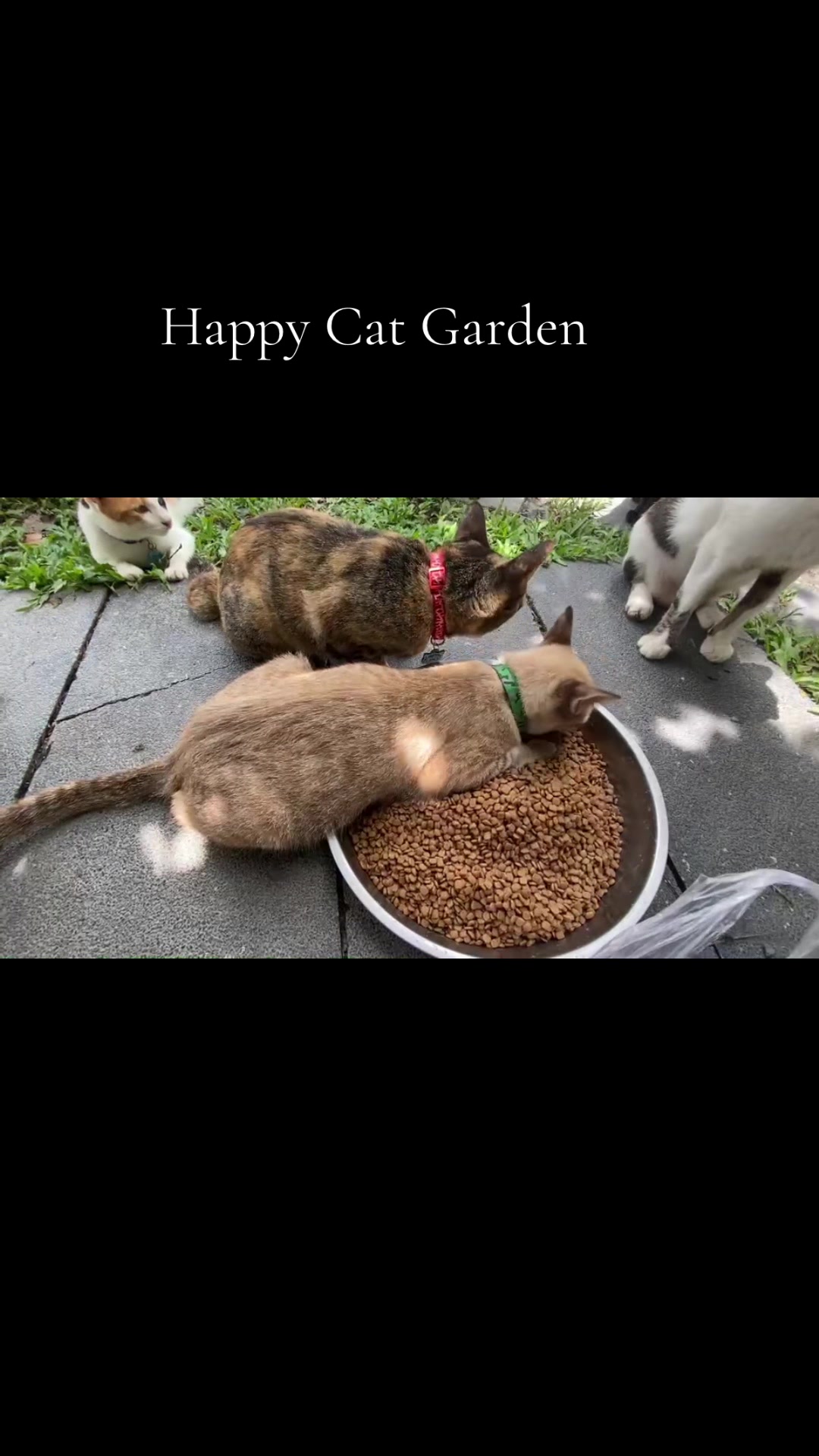 @happycatgarden.thailand