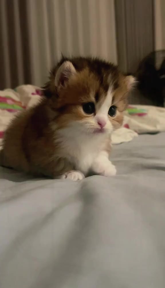 @catbosssss
