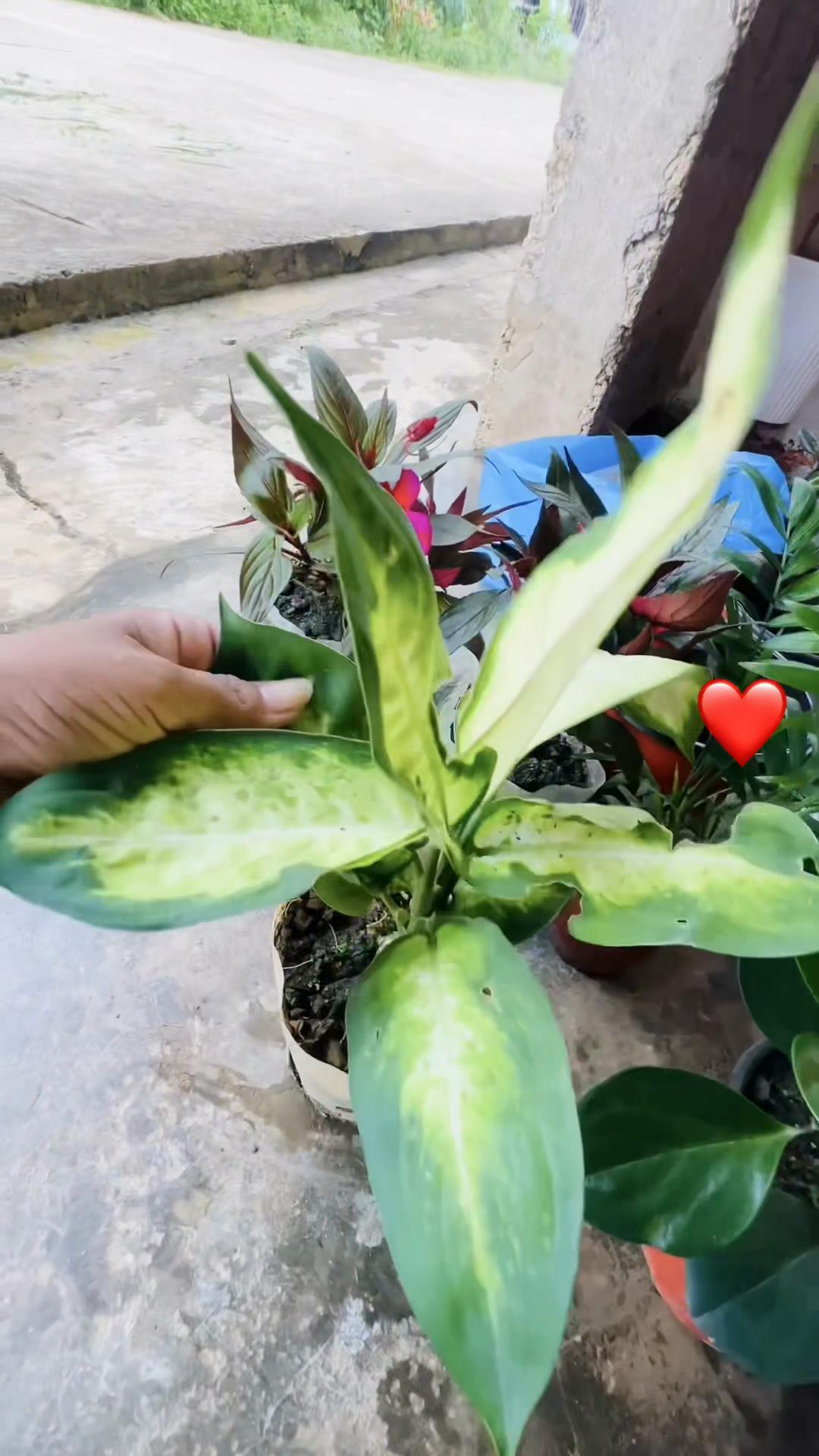 @🦋🦋