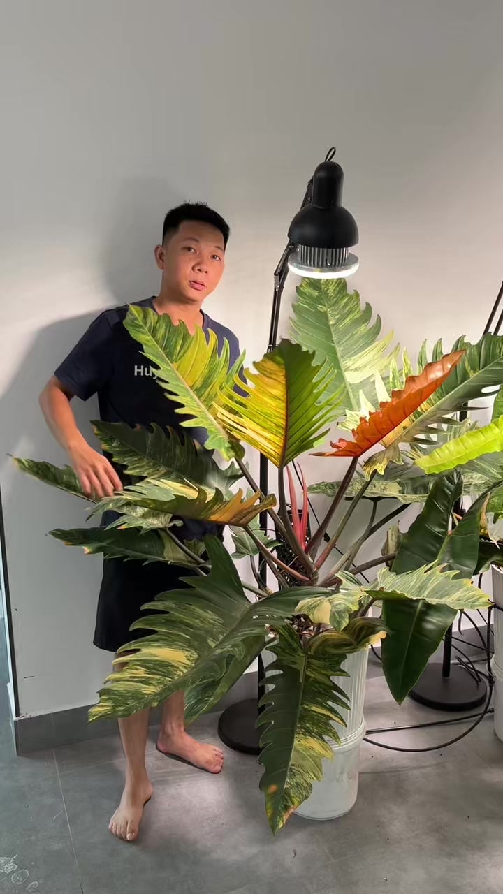 @Huy Kiểng L&aacute;
