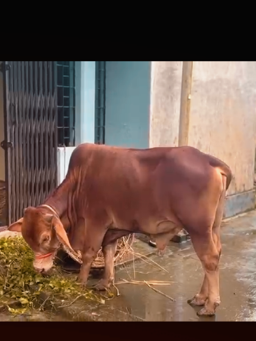 @𝑴𝒓.𝑺𝒐𝒖𝒓𝒂𝒗🇧🇩