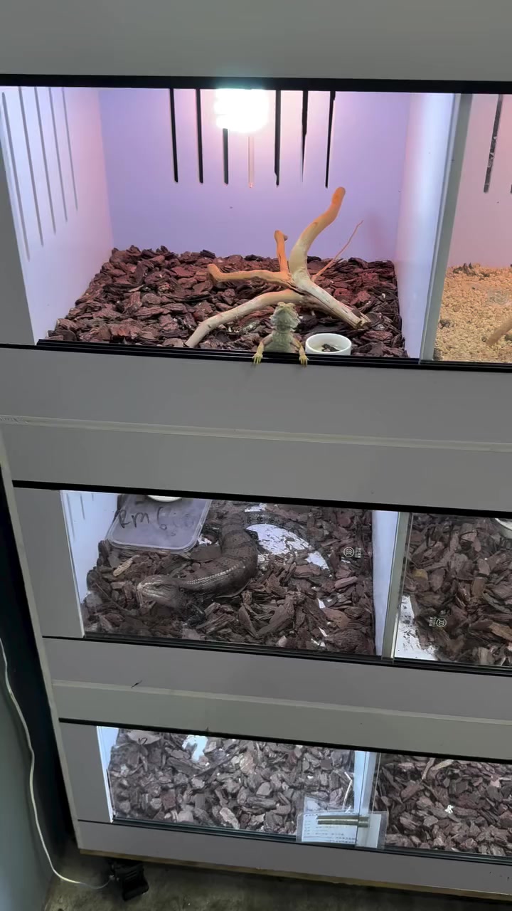 @Morph Reptiles