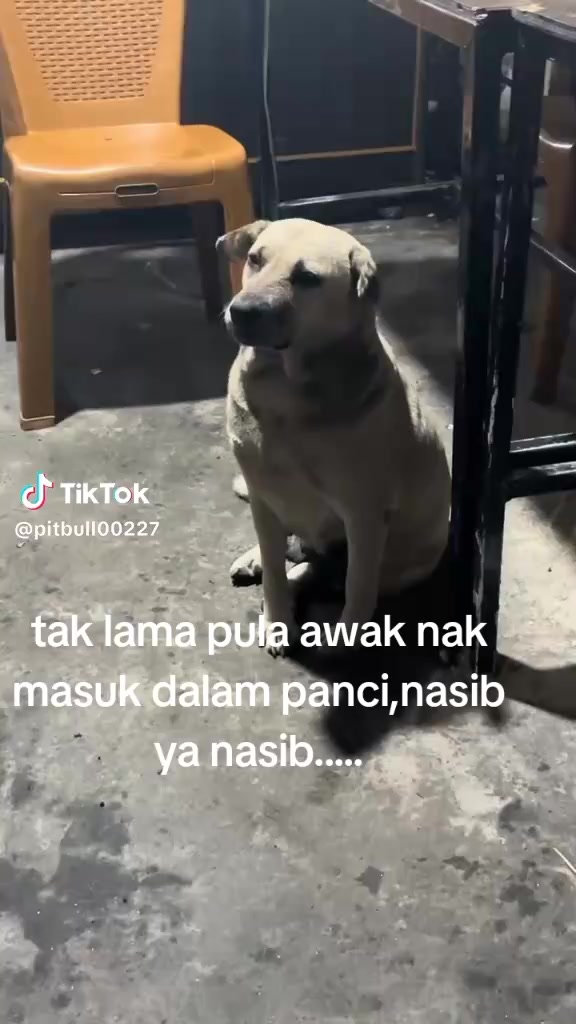 @Bimo 阿雅·潘格斯特