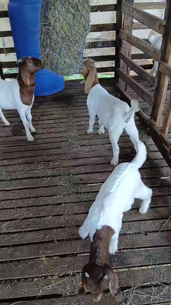 @Hillside farms 🐐