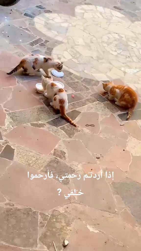 @دنيا فرغلي