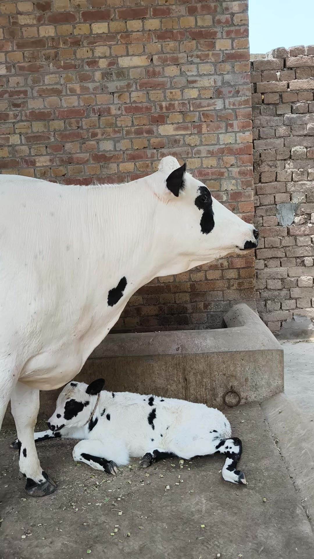 @joyia dairy farm