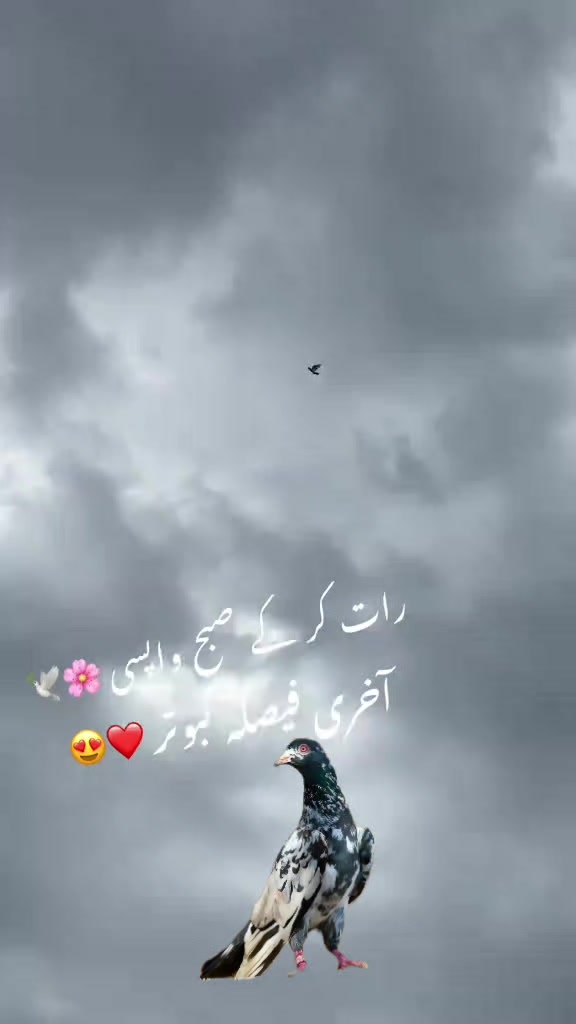 @kabootar baaz