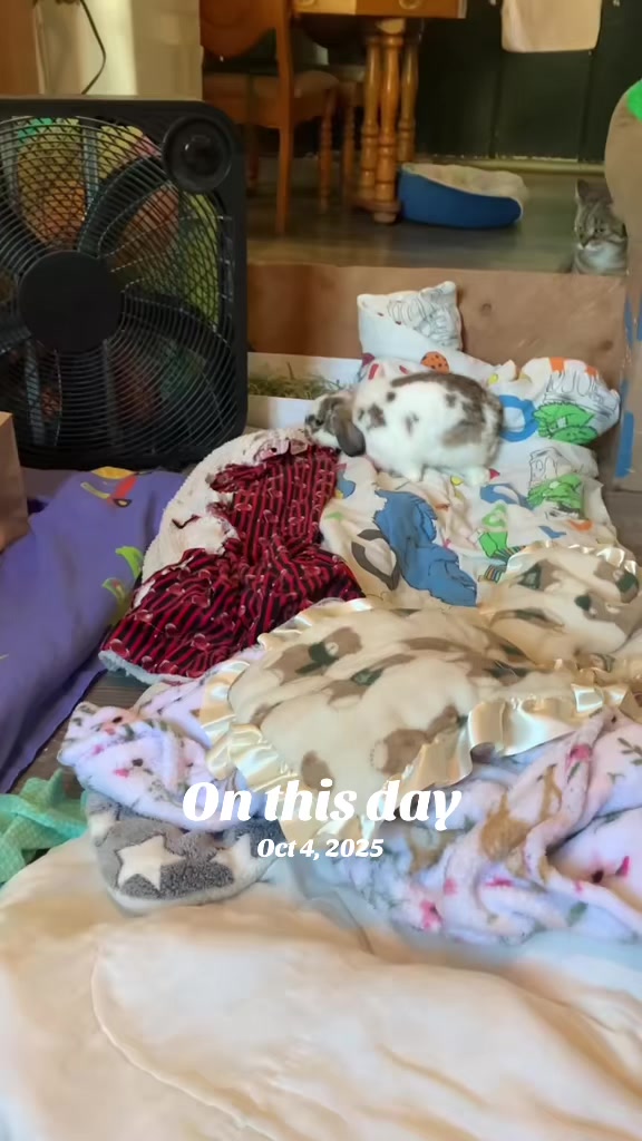 @Mrdivaandgizmoandfriends
