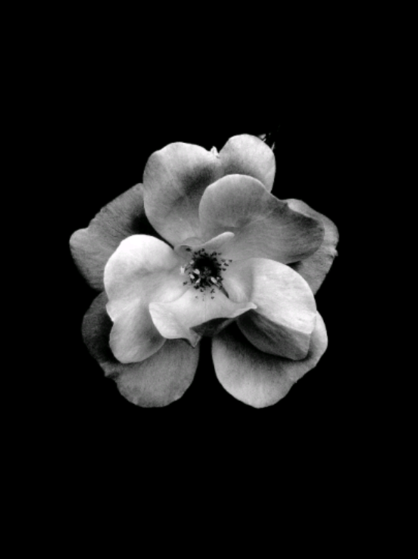 @𝐒𝐓𝐀𝐑'𝐒