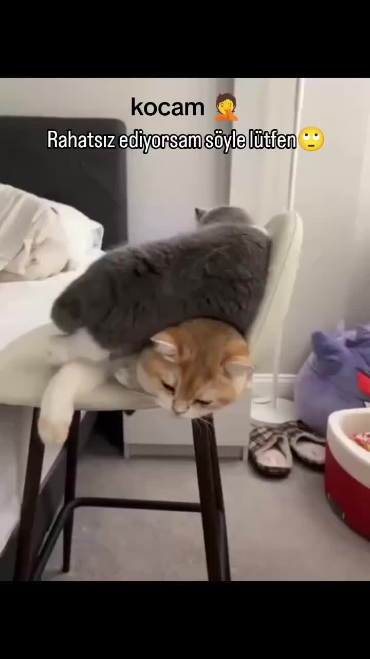 @çılgın...kediler