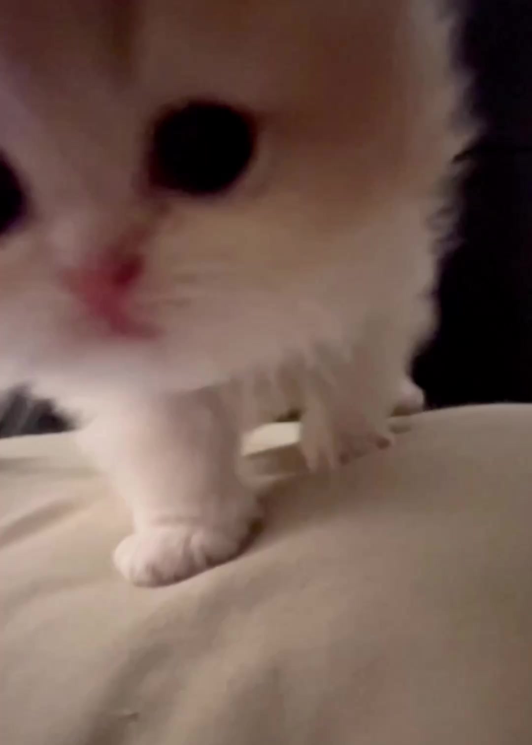 @catbosssss