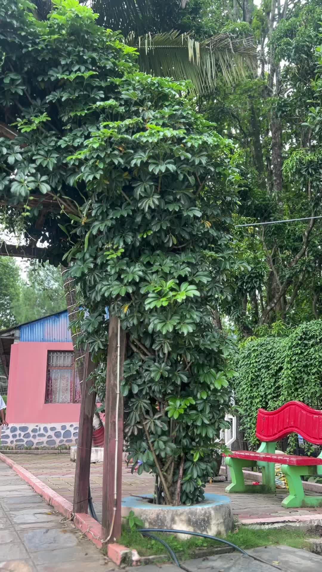 @shrijana_sthaa