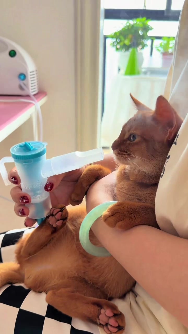 @Skibidi Cat