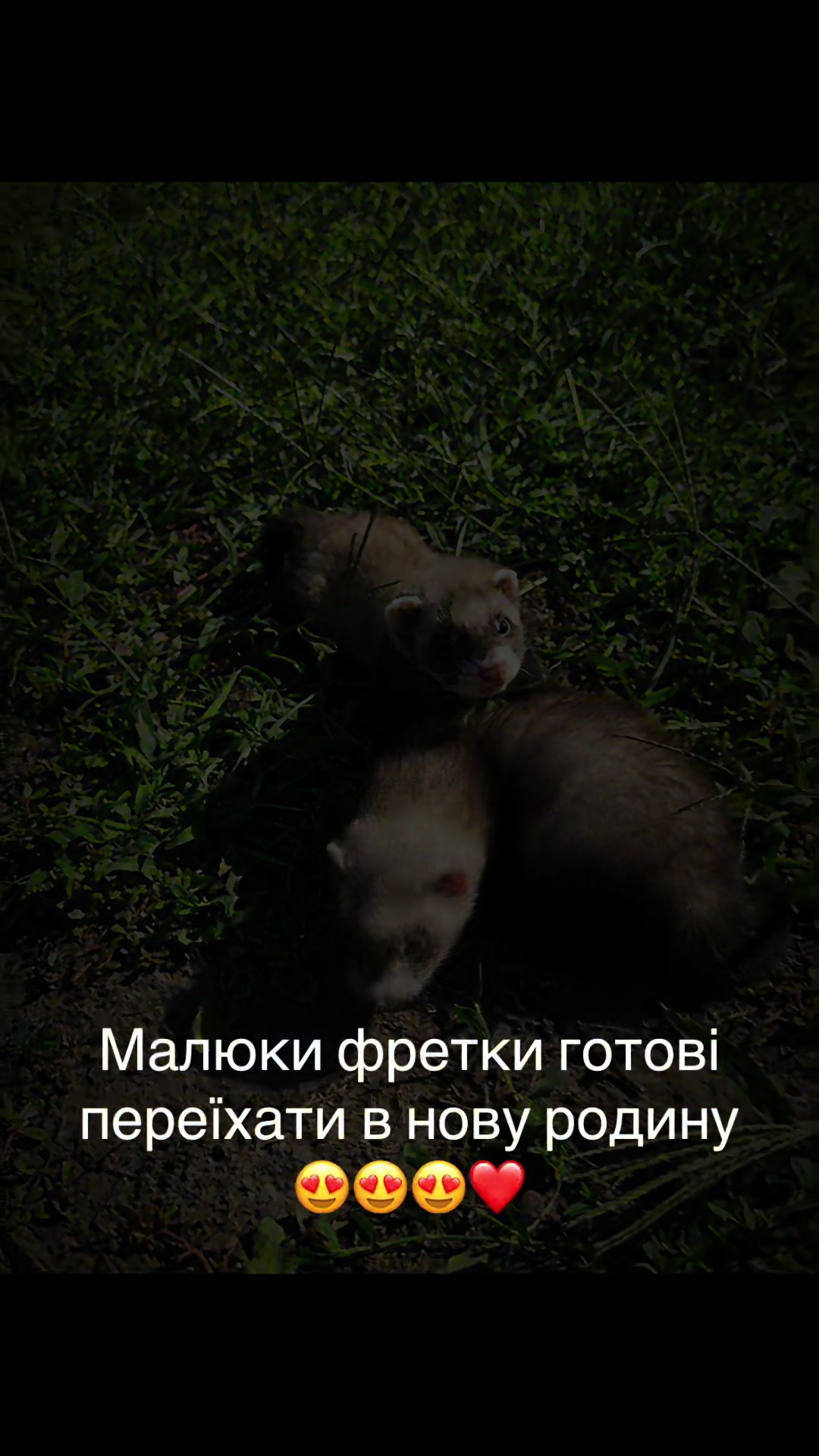 @🦦 Хорьки Київ 🇺🇦