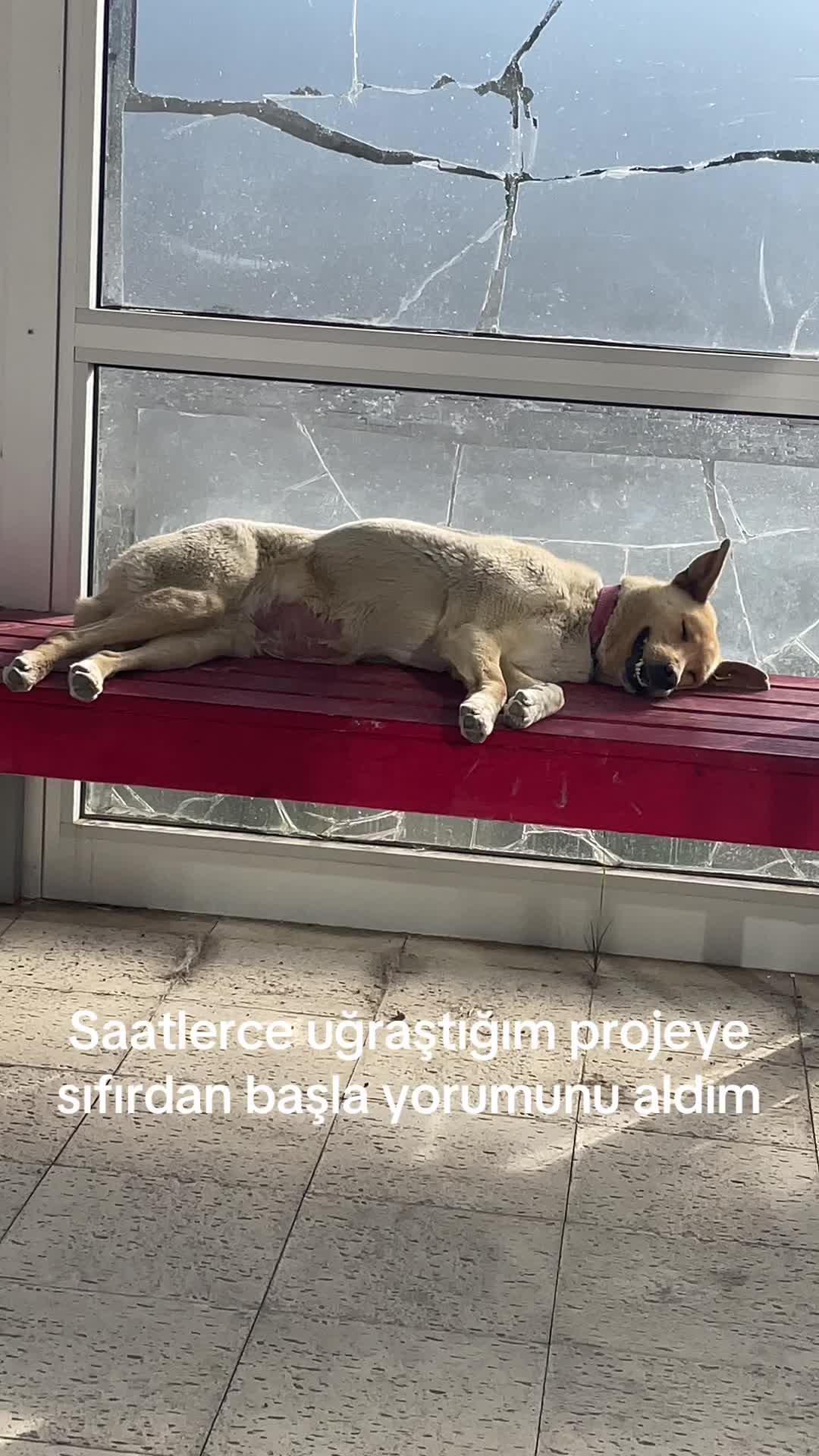 @zeyardic