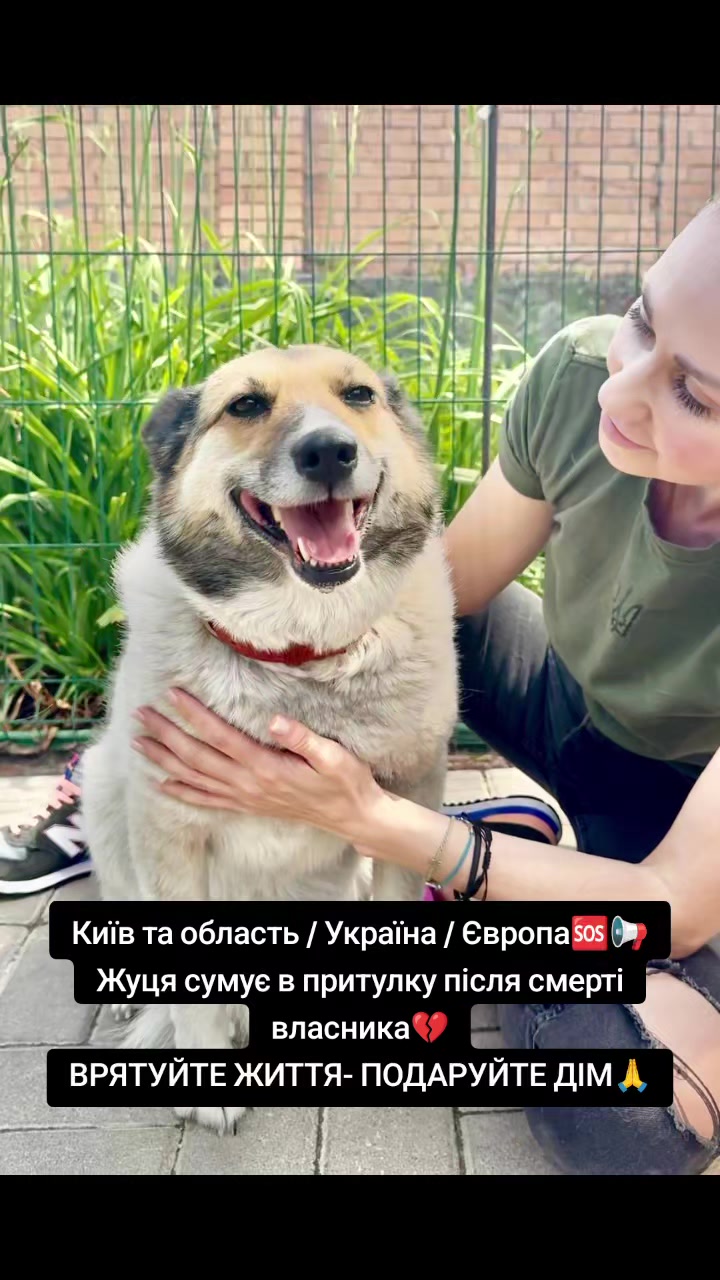 @MosakAnimalHub