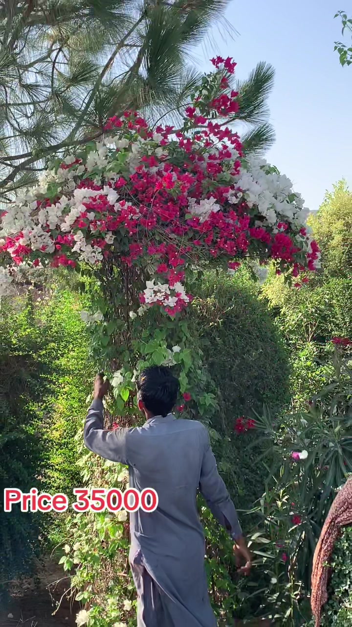 @روز پلانٹ نرسر ی فارم پتوکی