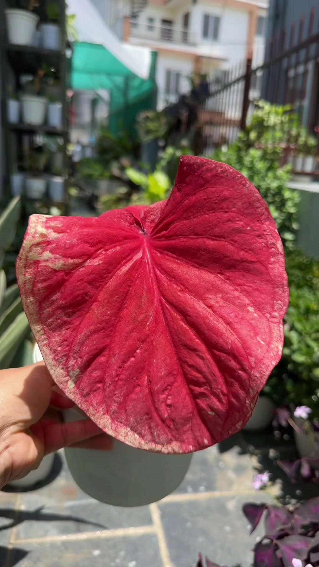 @Plantlife50