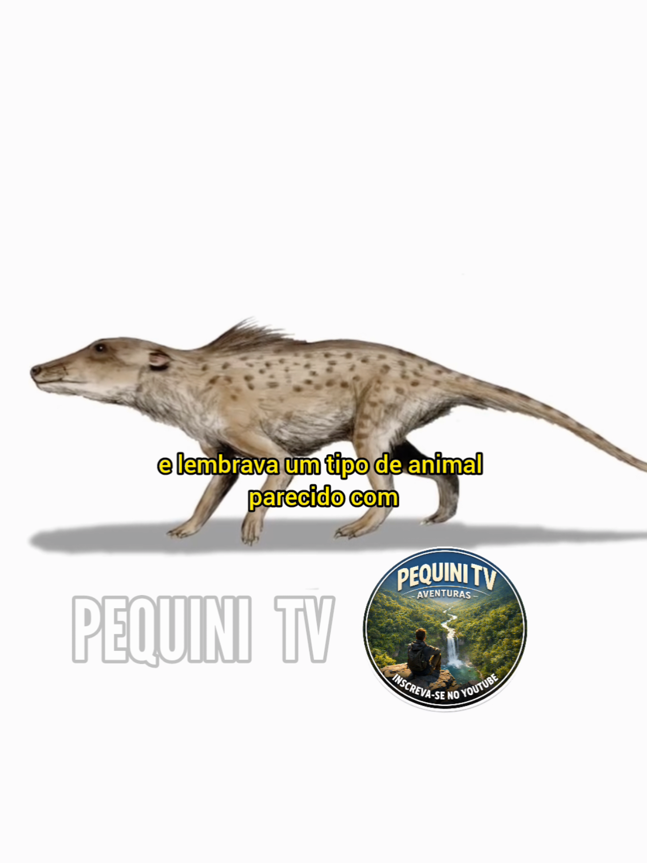 @PEQUINI TV