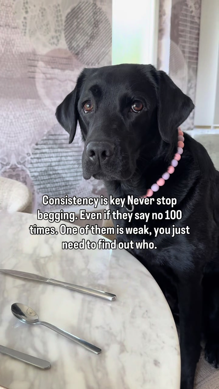 @lisatheblacklab