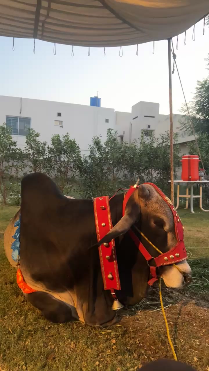 @Abdul رحمان khan🇬🇧