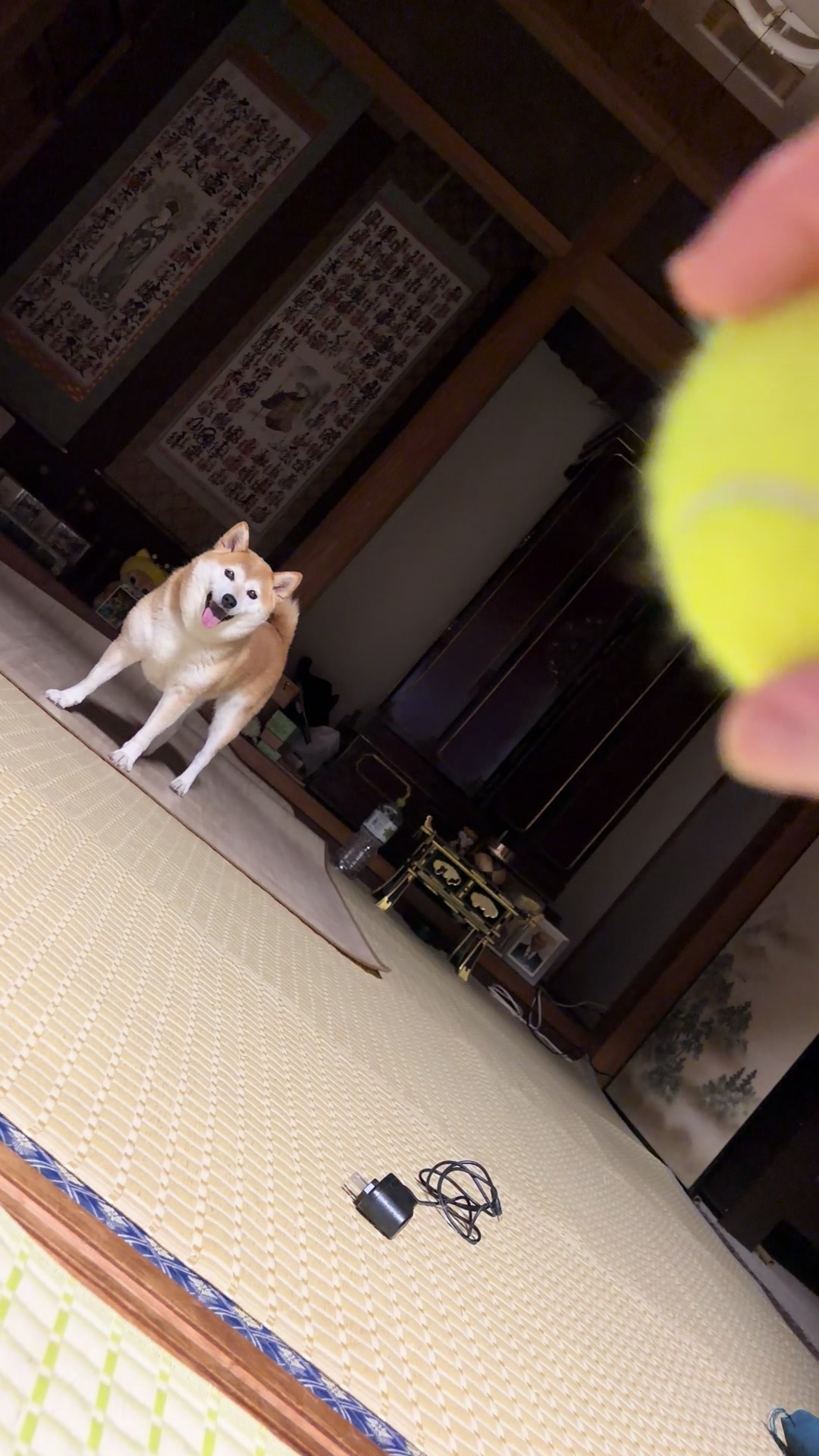 @柴犬虎徹