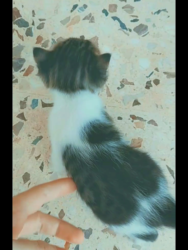 @cutequeen123