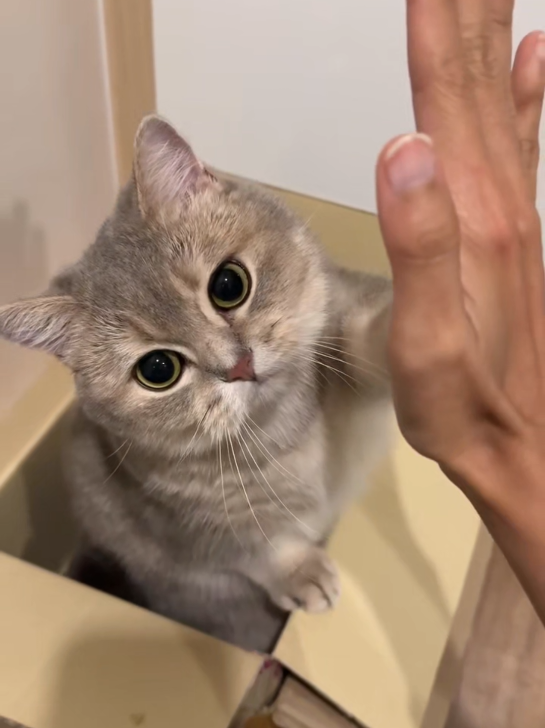 @Chonky World Of Cats