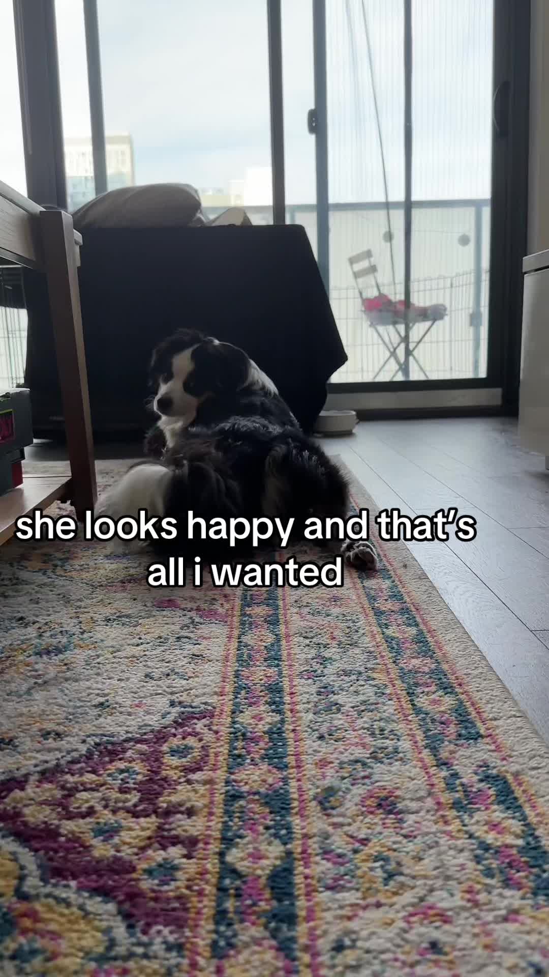@Bonita.The.Mini.Aussie