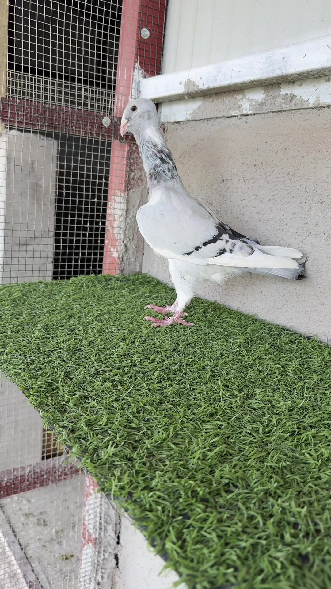 @RESUL BUCAK