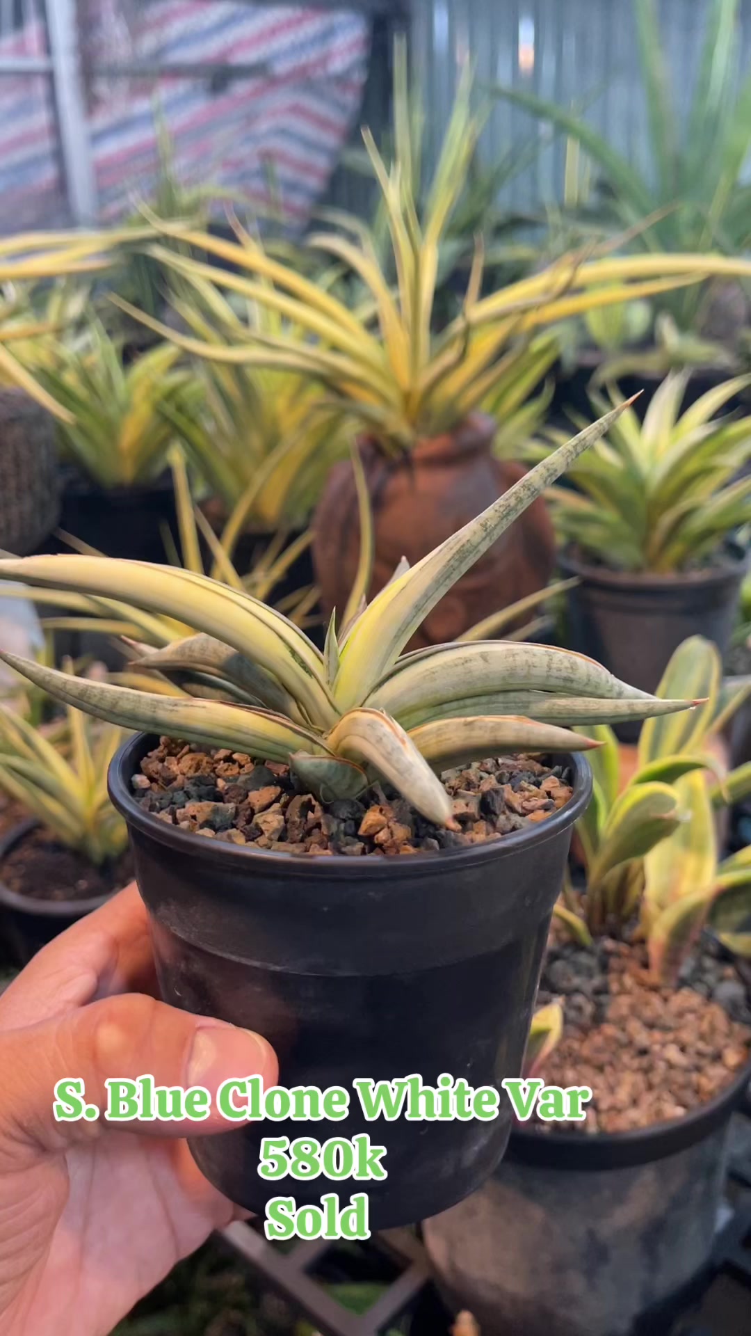 @The Sansevieria Farm
