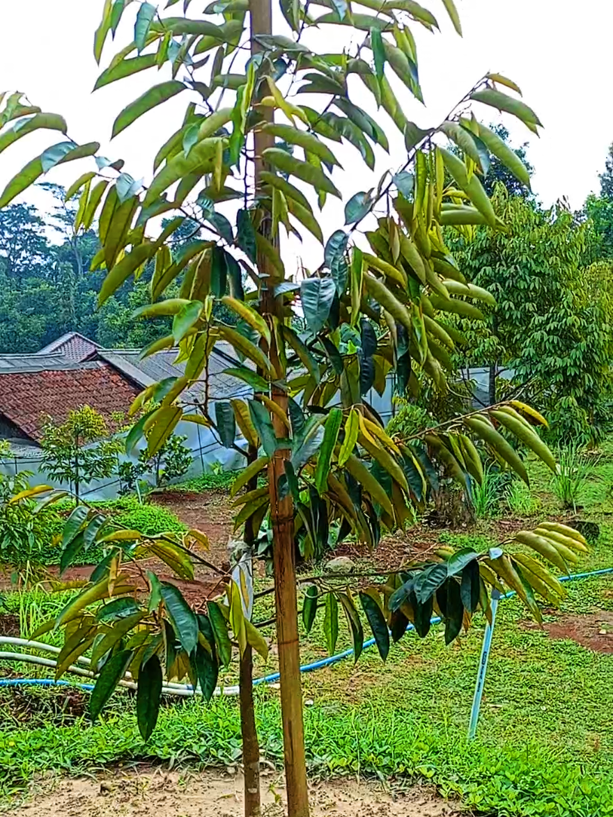 @D.kingfarm