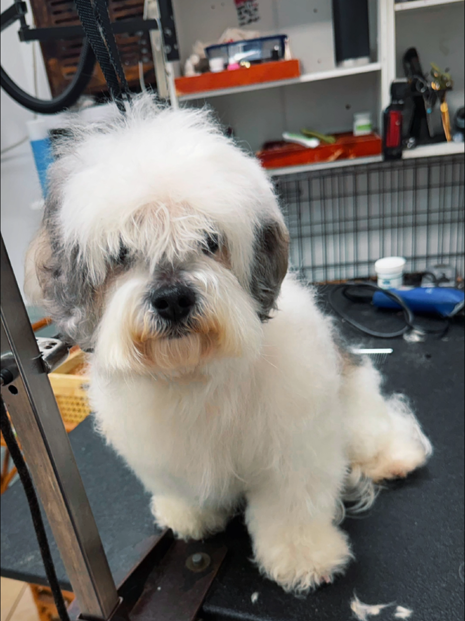 @Petness_Wandererhub