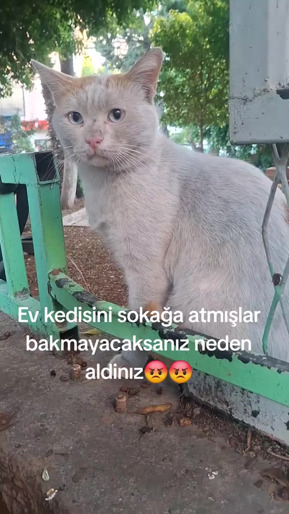 @MUSTAFA38
