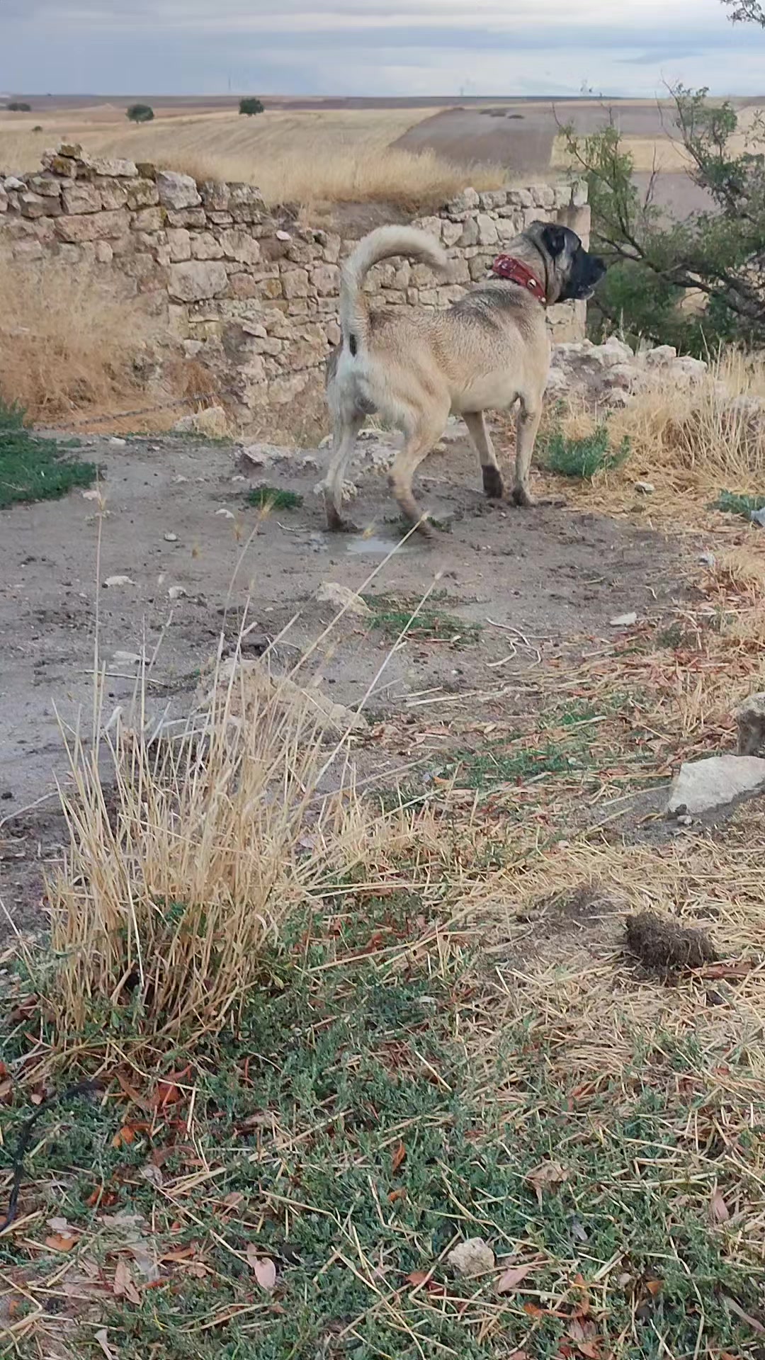 @🇹🇷 Murat Çıtak 🇹🇷