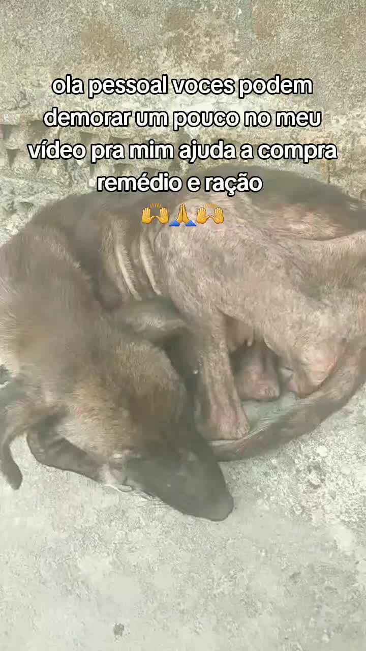 @Cãozinhoabandonado