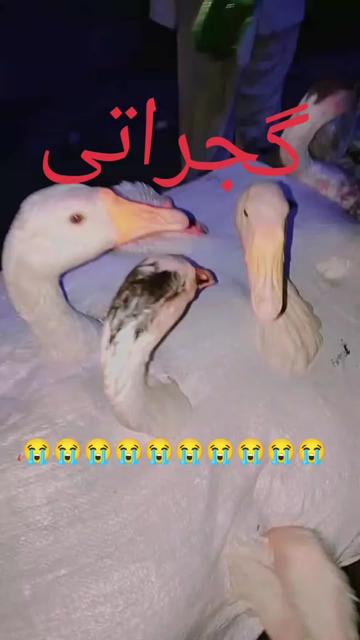 @♥ïžSona â€ïž jatt ð¹Gujarati ð¹