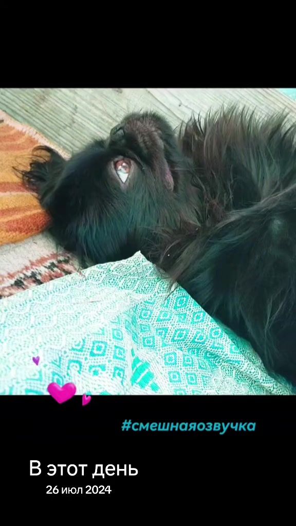 @Dama💃 s sobachkoy🐾💞🇧🇾
