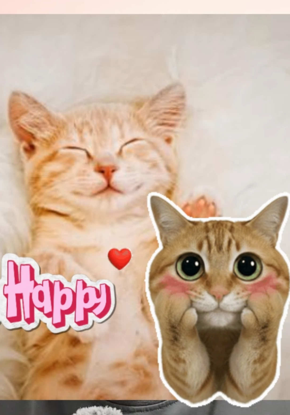 @ZOROPetCare