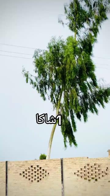 @زندہ شاکاکھکھ