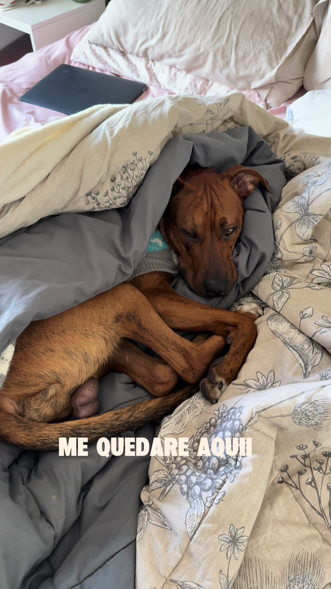 @Benjamín Arismendi
